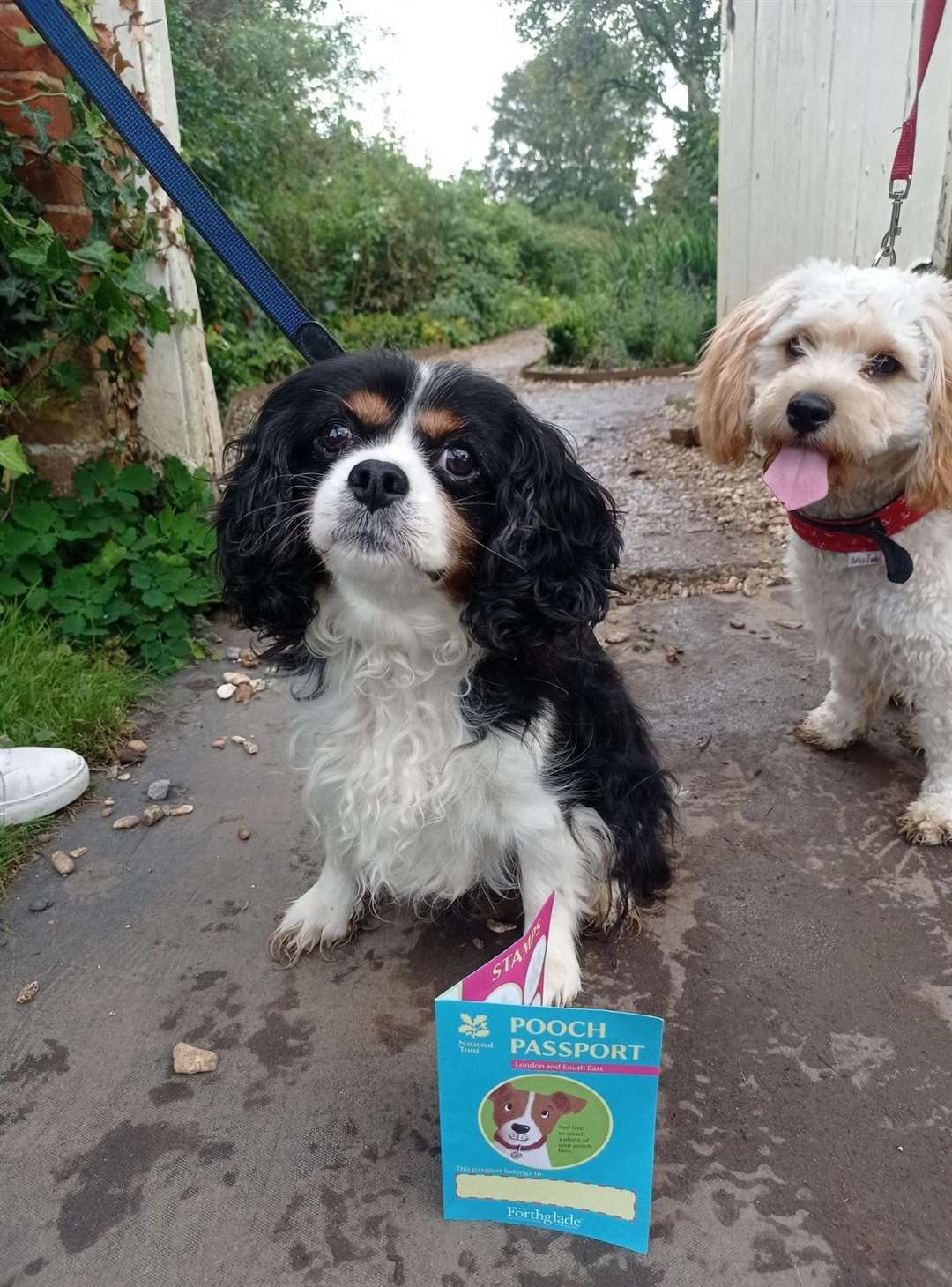 Taito and Duck with Pooch Passport Pic: National Trust, Ellen Turner