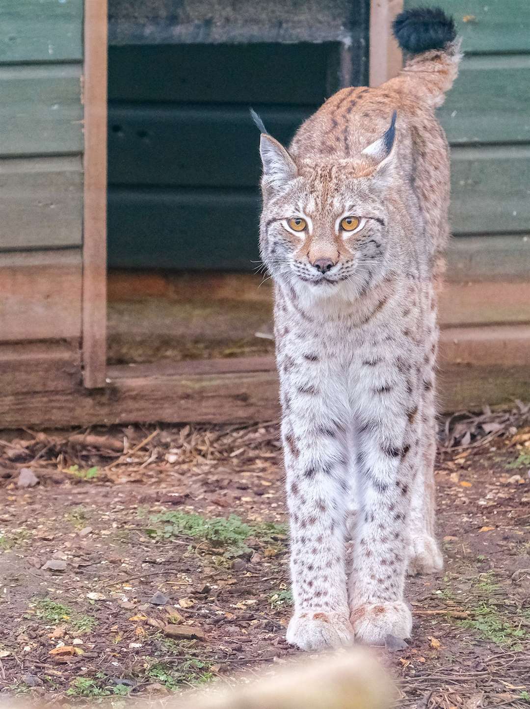 Loxx, the lynx is settling well into her new home.