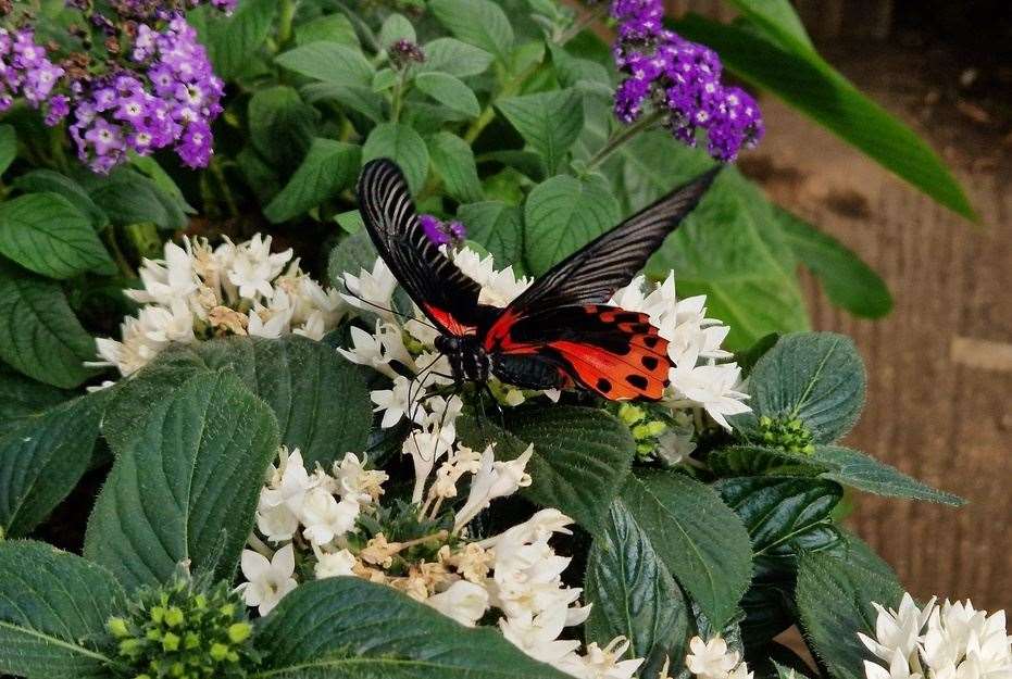 Butterflies at the Living Rainforest, picture: Living Rainforest
