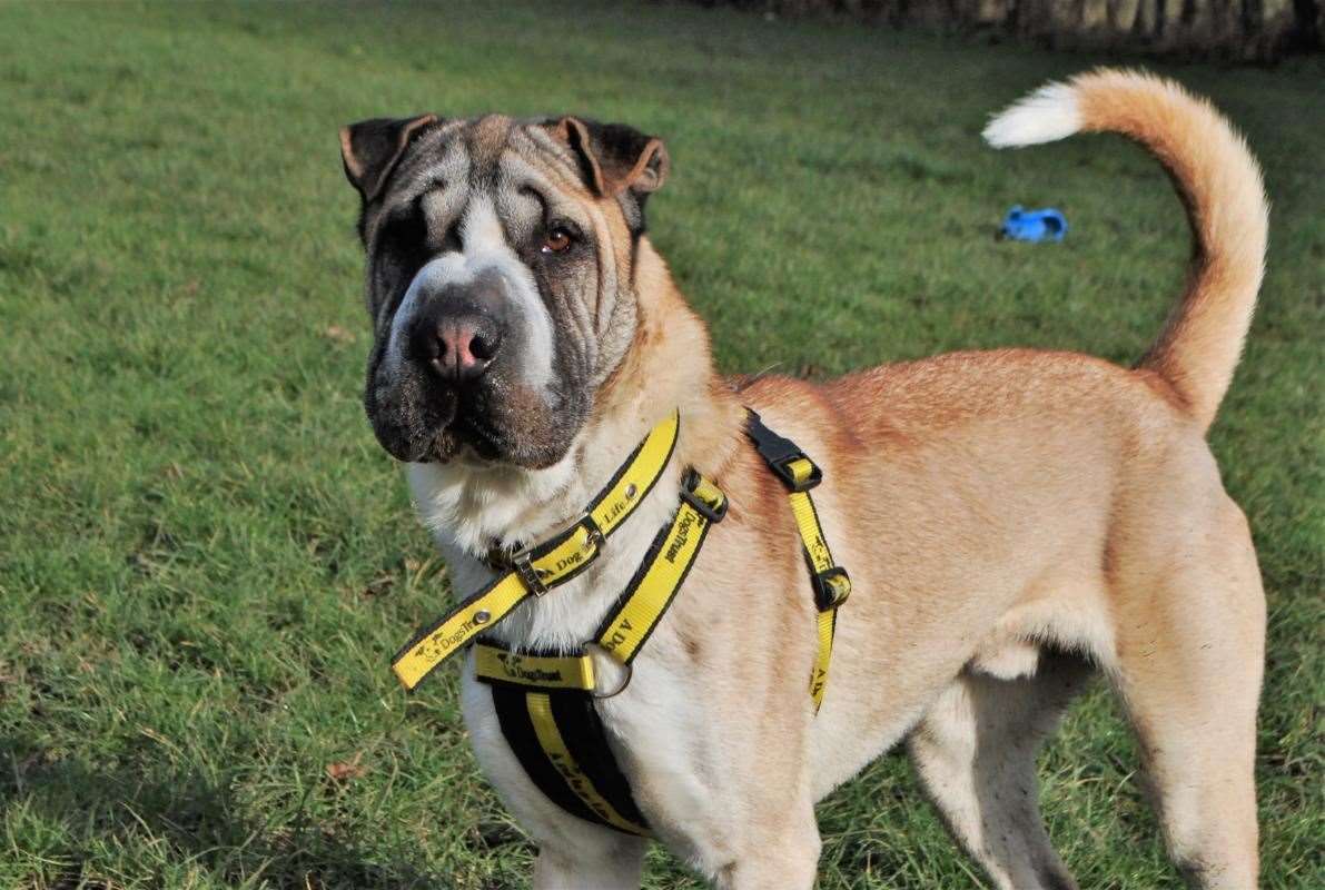 One-year-old Bertie, Picture credit: Dogs Trust