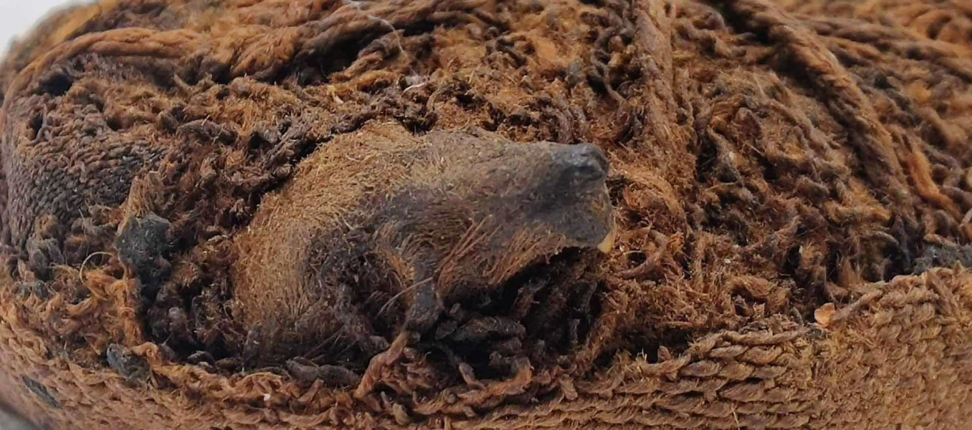 Mummified Animal Bundle