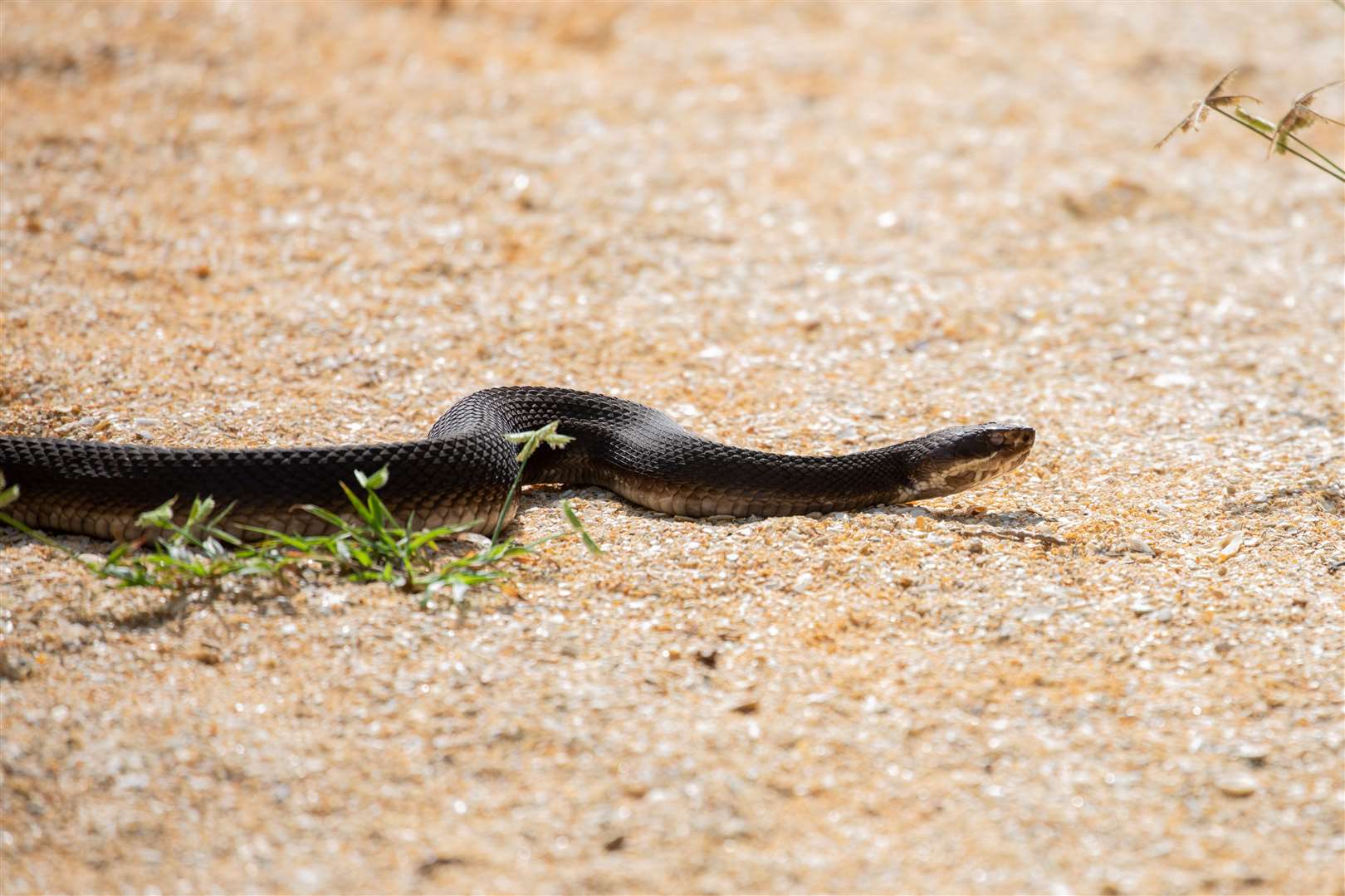 A stock image of a cottonmouth snake, one of which is being kept legally as a pet in West Berkshire