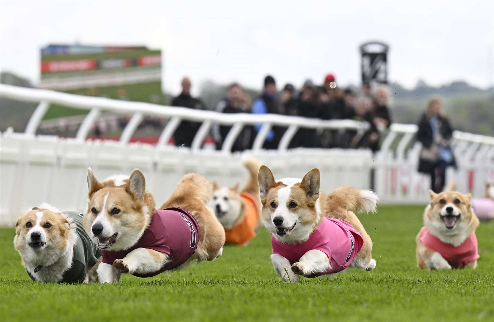 The Corgi Derby was held at Musselburgh Racecourse (Lesley Martin/PA)