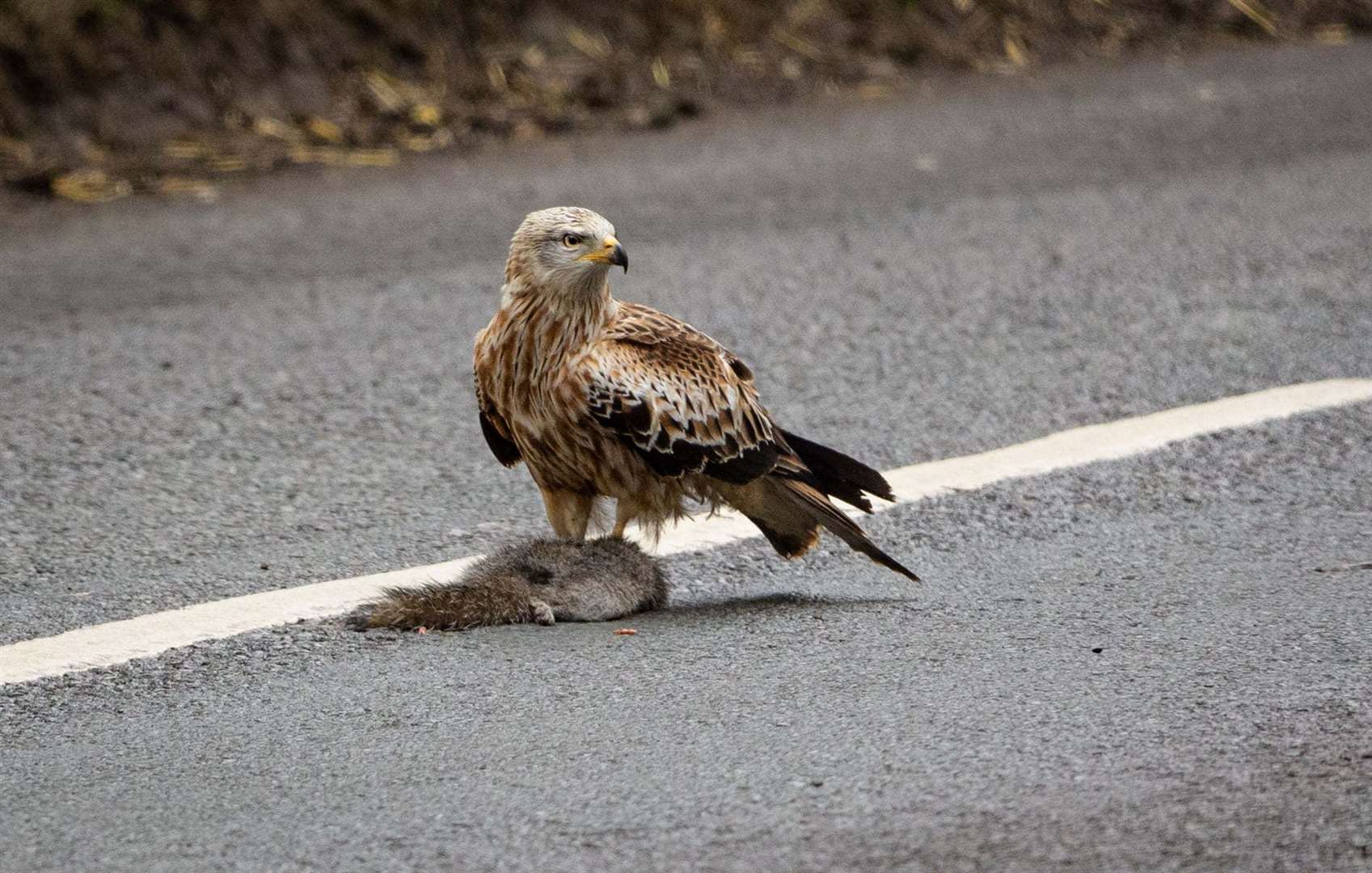 Bev Hiller captured these beautiful photos of this red kite just outside Newbury