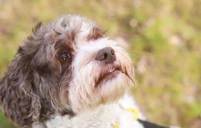 Arthur worrying about the world, picture: Dog's Trust