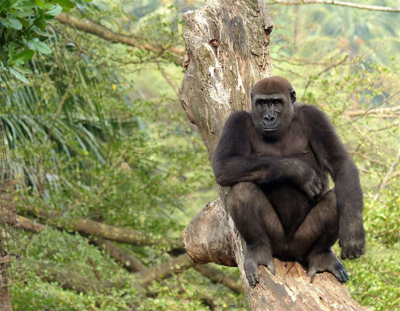 Limbe Wildlife Centre