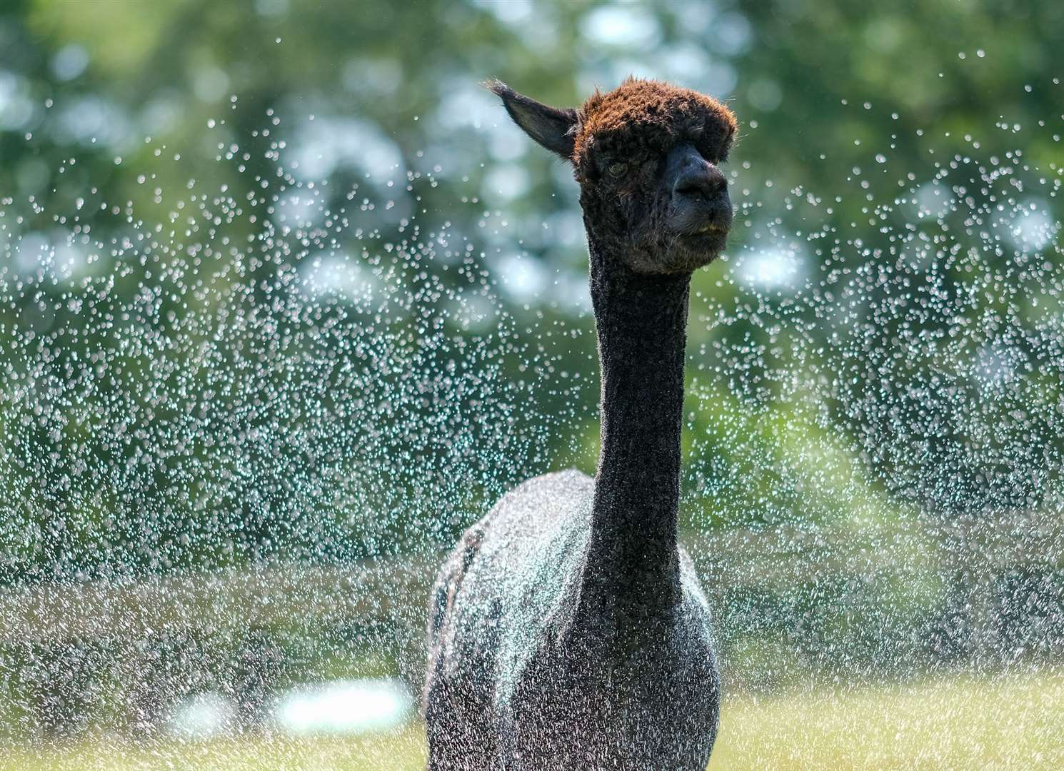 Wa-ter scorcher at Bucklebury Farm