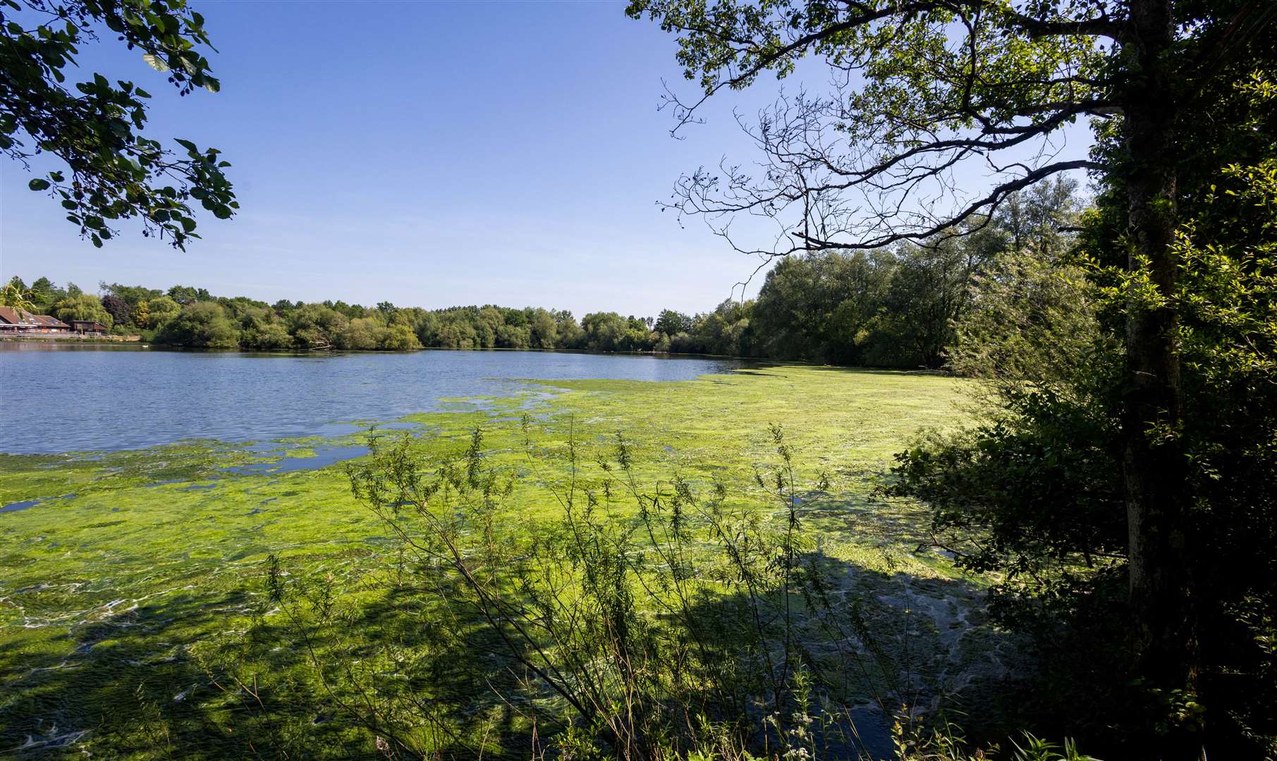 View of Thatcham Lake covered in algae