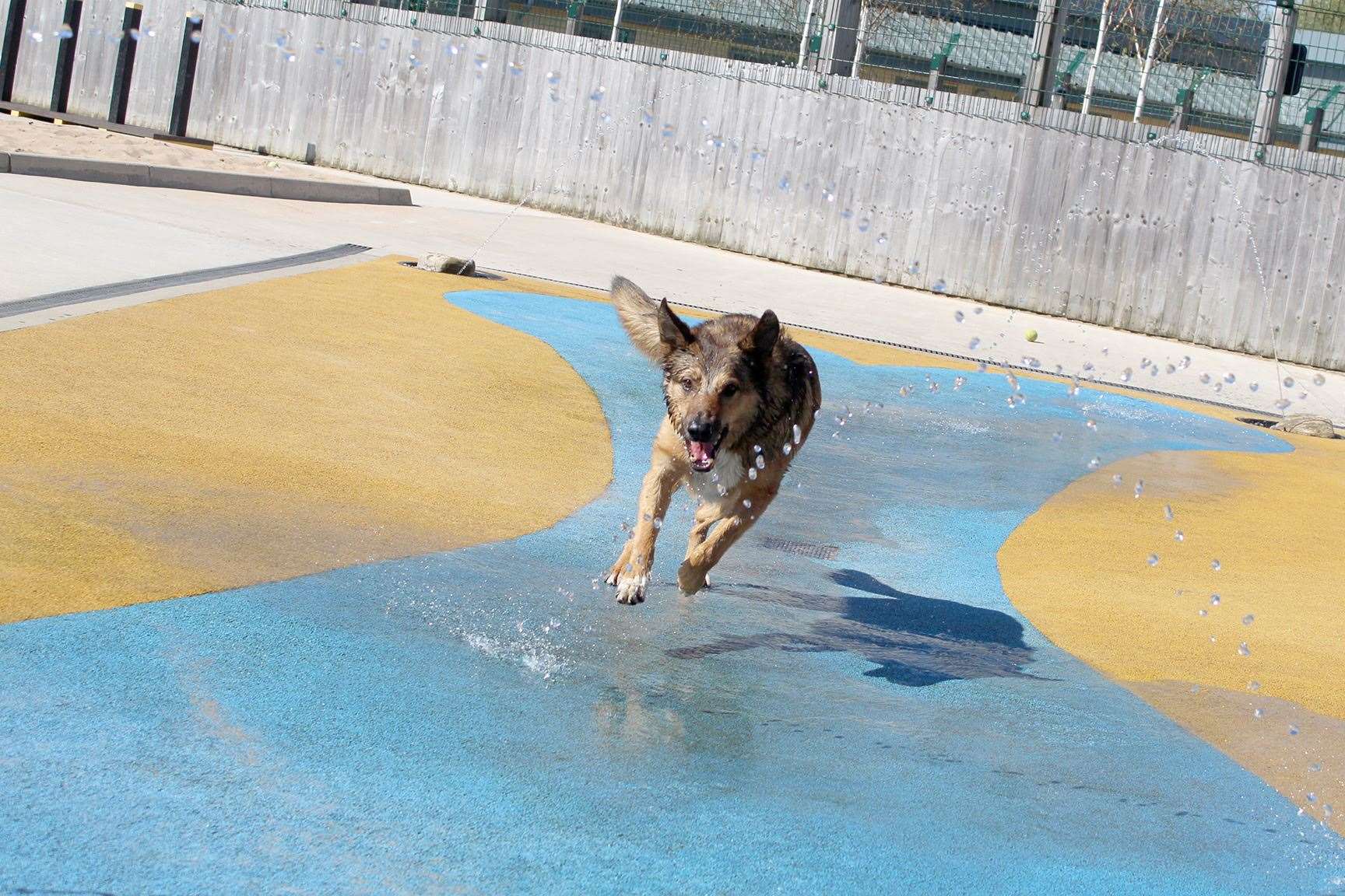 Look out for your pooches during the hot weather