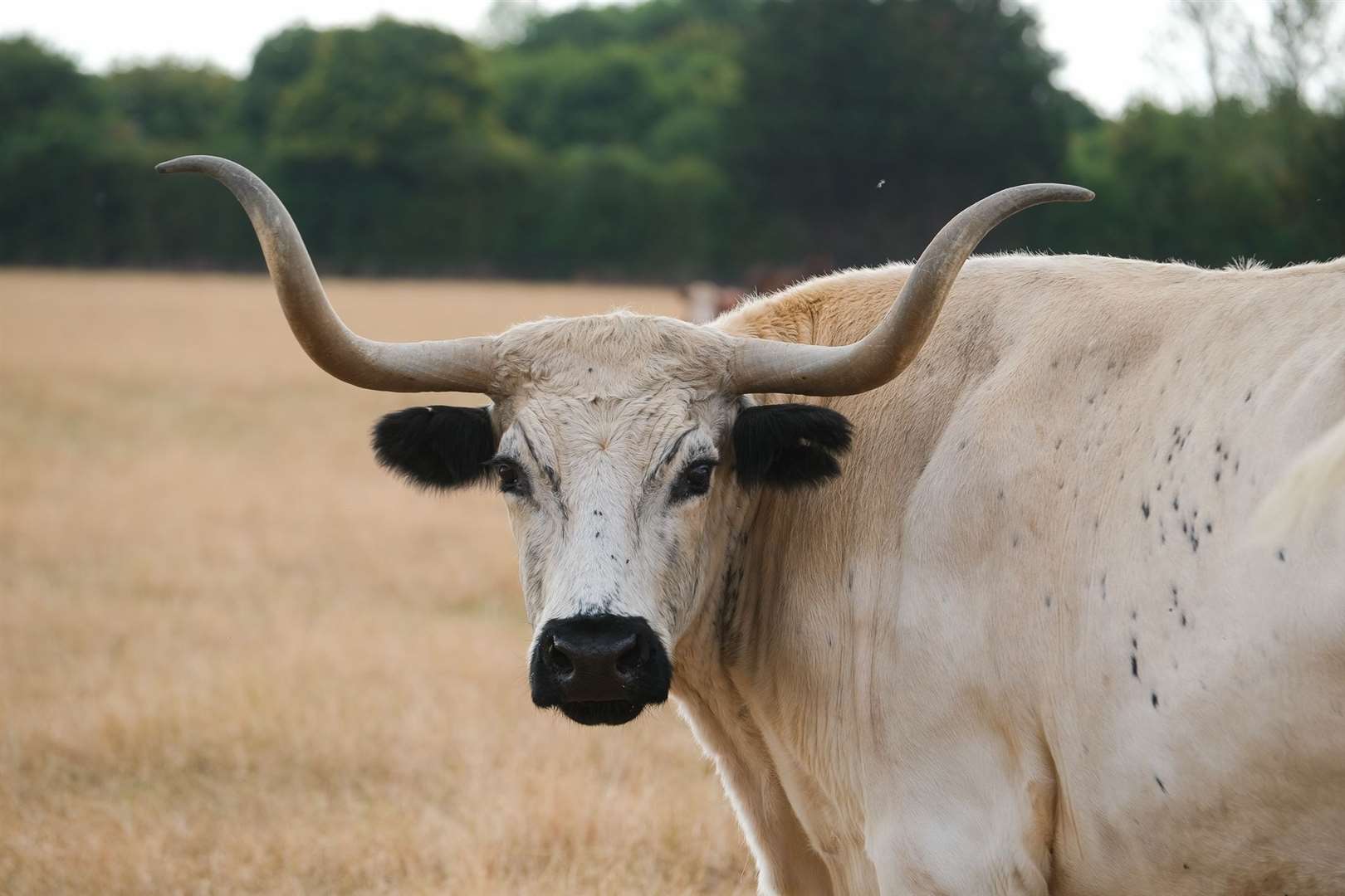 Winston is a 16-year old British White Park steer that weighs around a tonne