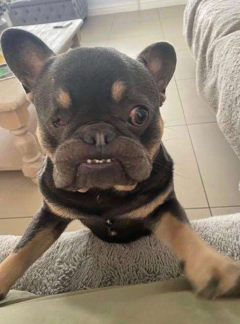Blue French Bulldog Milo, aged 1, from Rochester, Kent