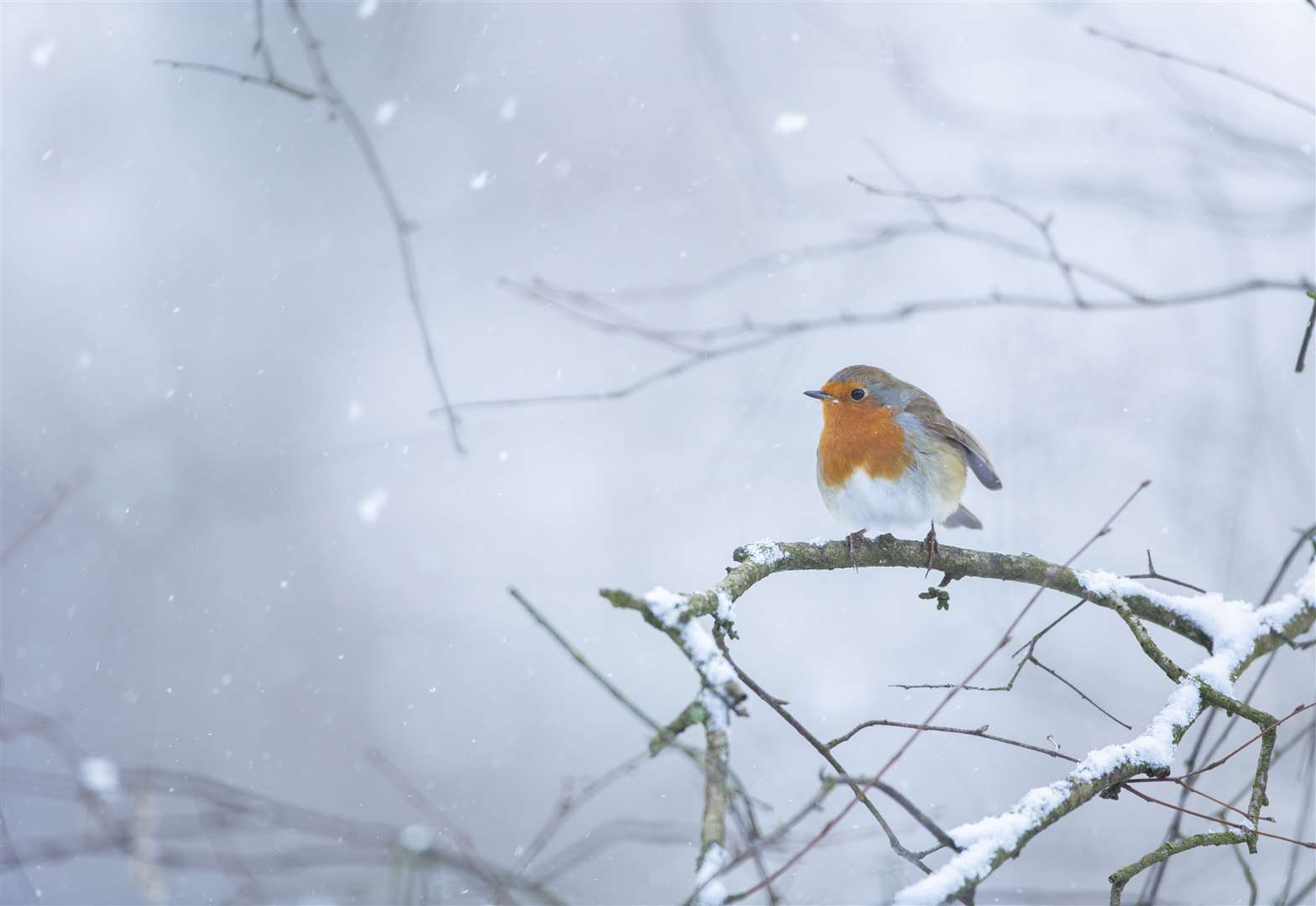 European robin Picture: RSPB