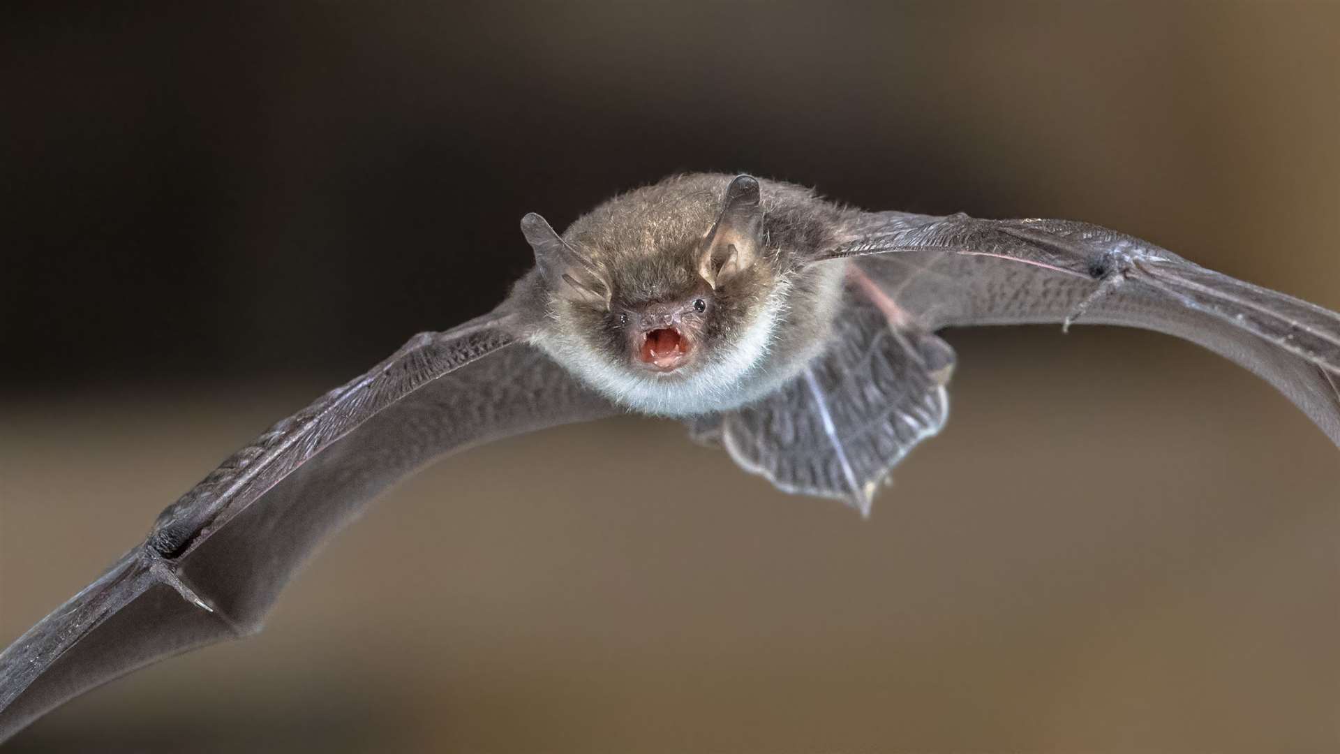 Natterer's bat (Myotis nattereri) with distinctive white belly