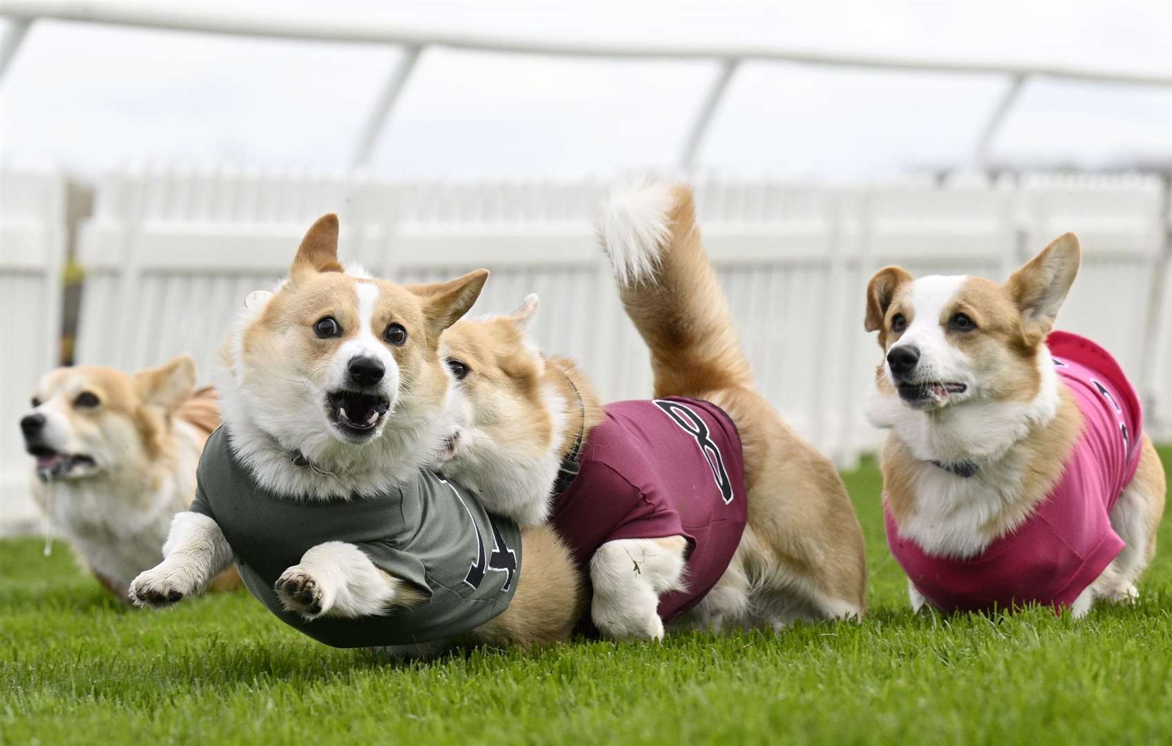 Some of the participants were determined to overtake their four-legged opponents (Lesley Martin/PA)