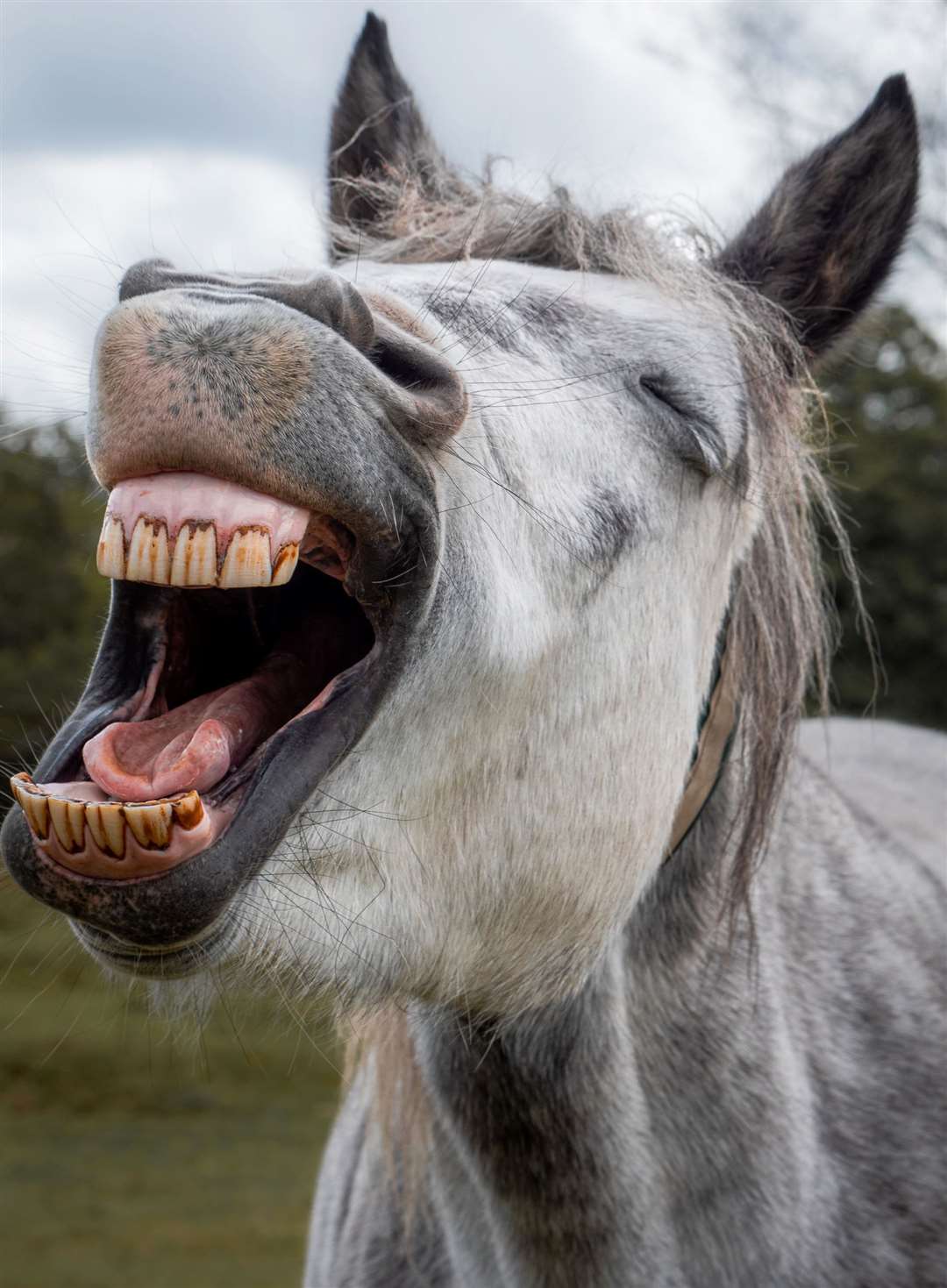 Abigail Faulkner 26, Just Horsing Around