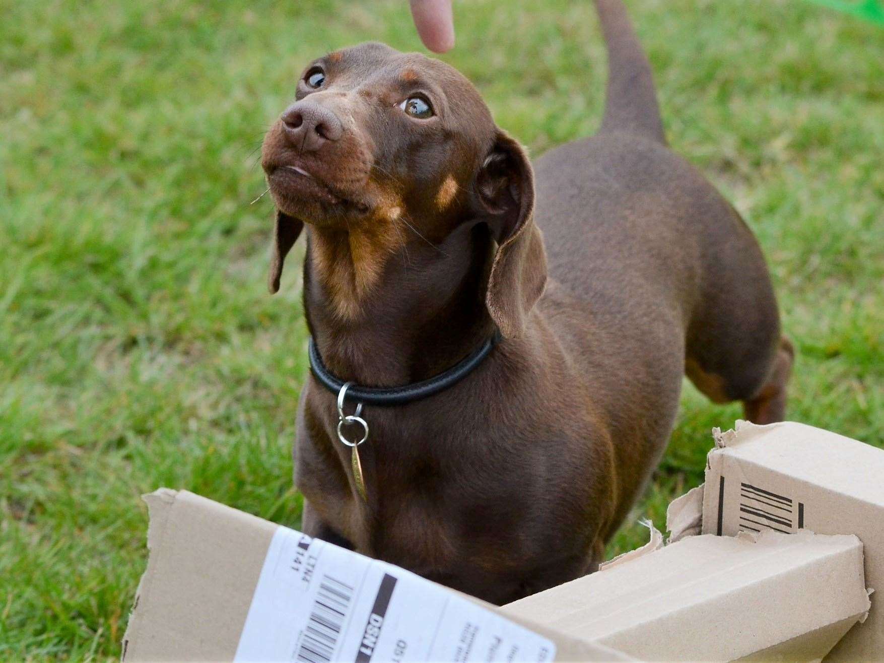 A fundraiser for Dogs Trust taking place in Newbury
