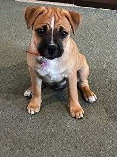 Judy is this week's NWN Pet of the Week