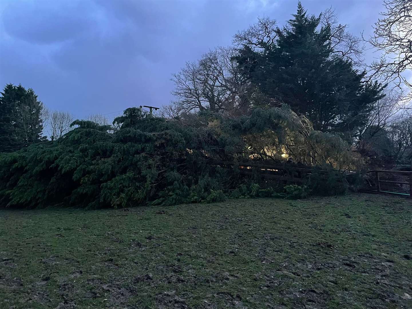 The fallen trees