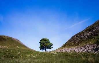 A sapling from the felled Sycamore Gap tree will be planted in Newbury