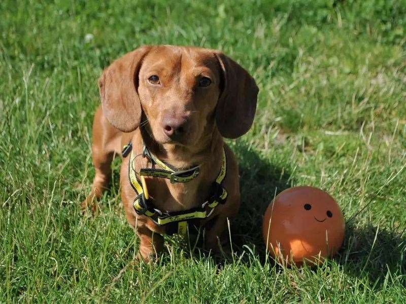 This tiny pup is looking for someone to love him
