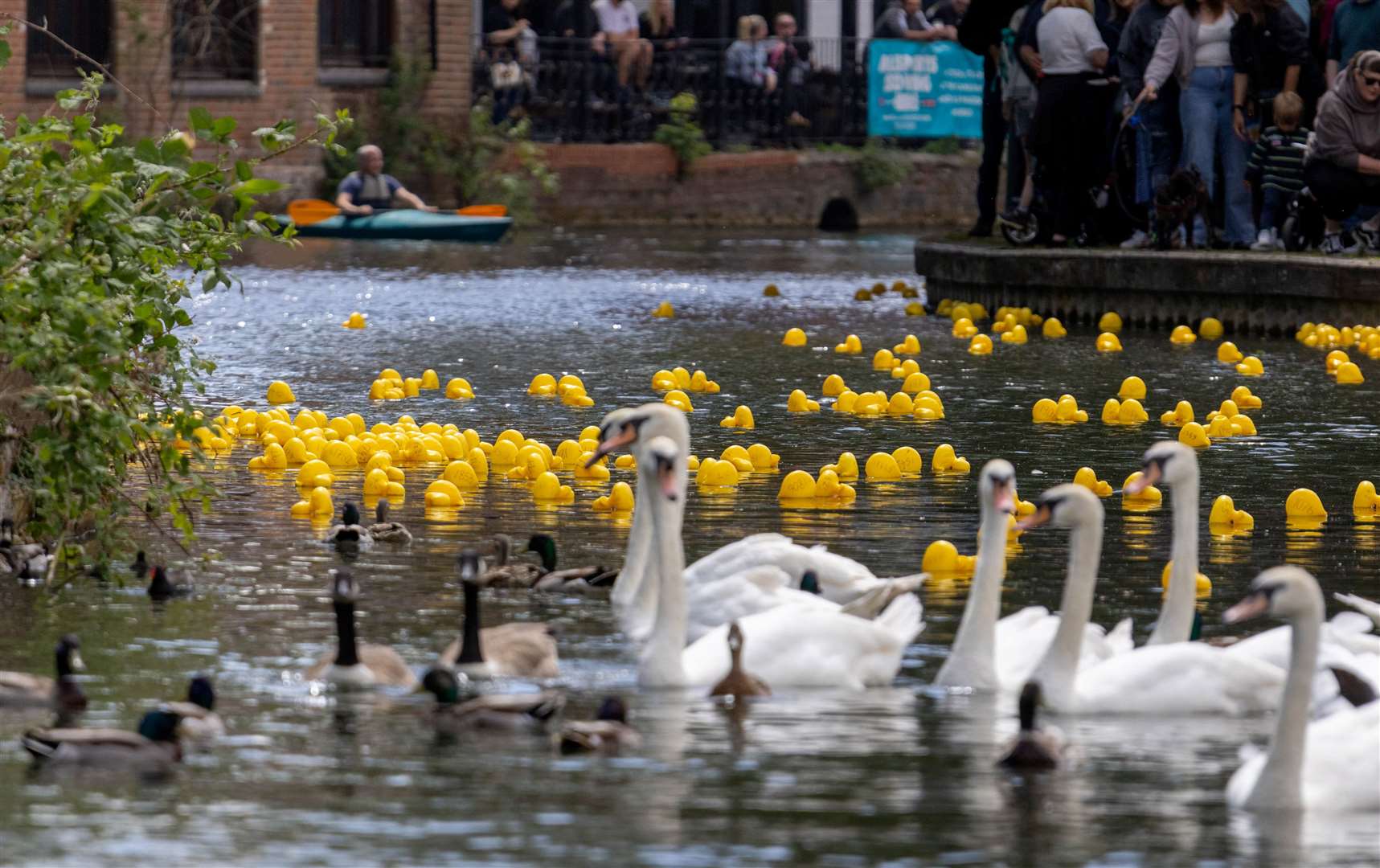 Newbury Duck Race