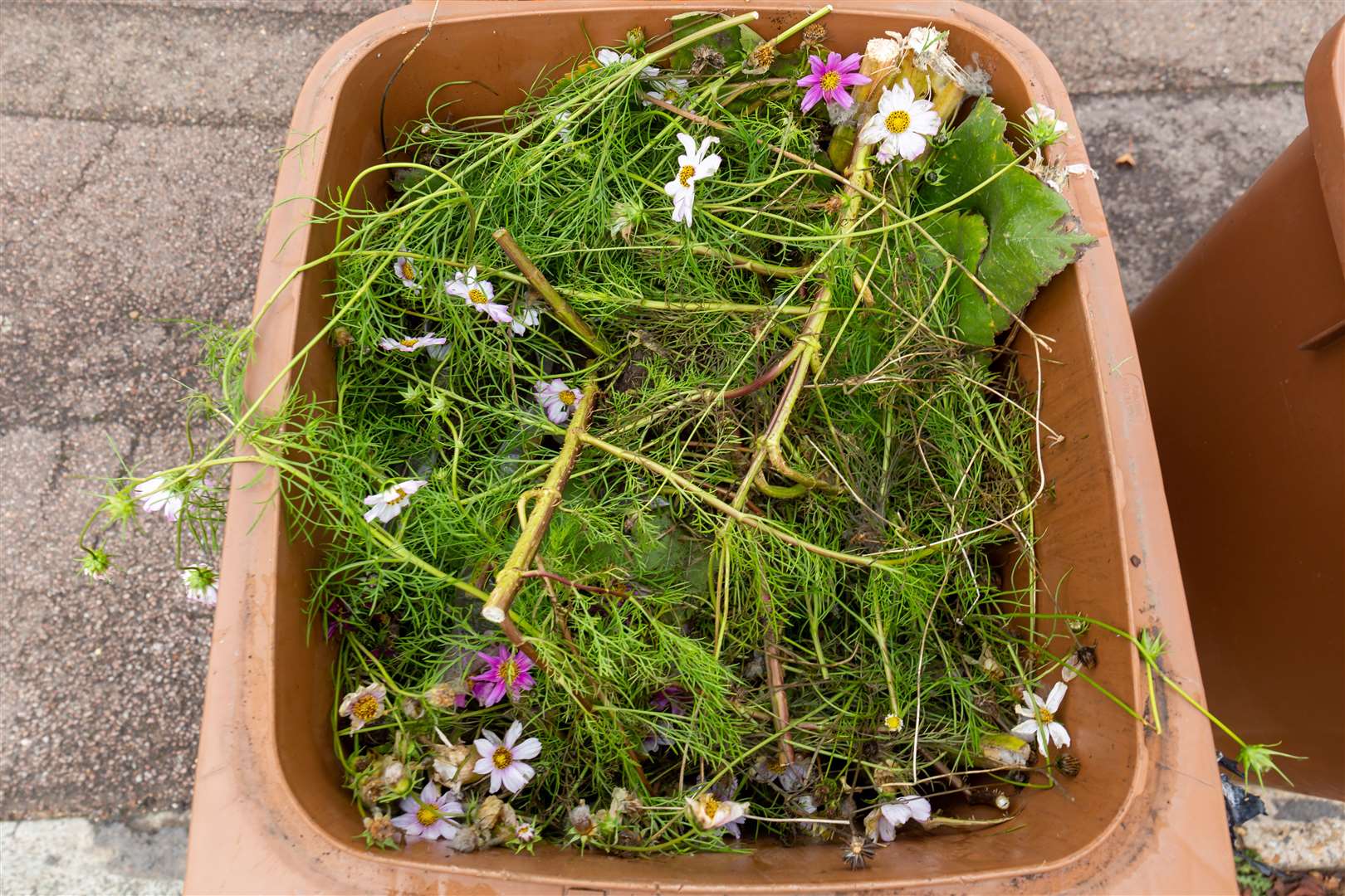 Brown bin with garden waste