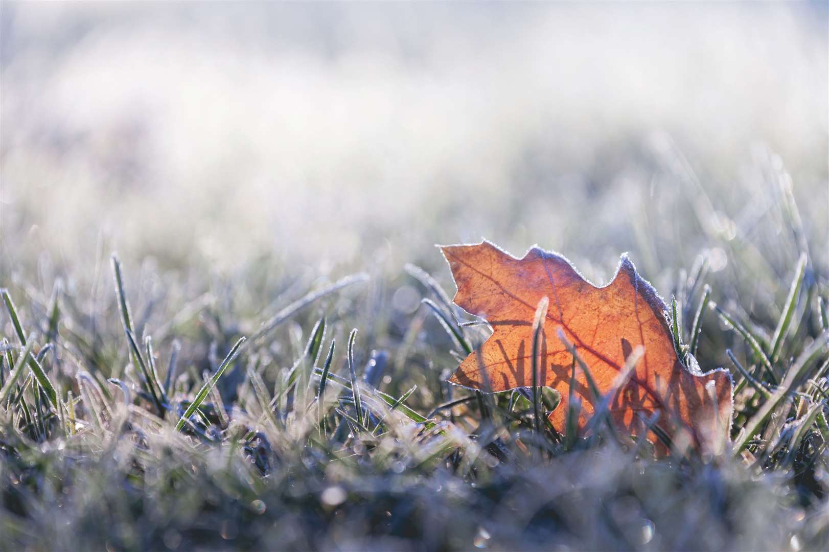 The coming days will bring some overnight frosts. Image: iStock.