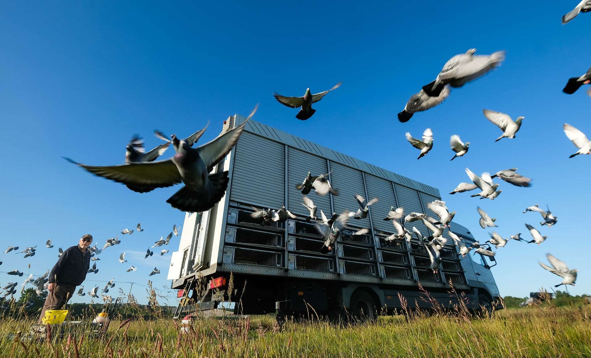 roller pigeons flying