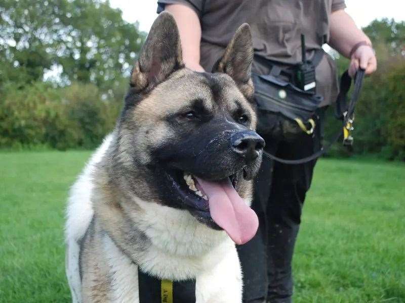 Big boy Cam needs to find a loving family