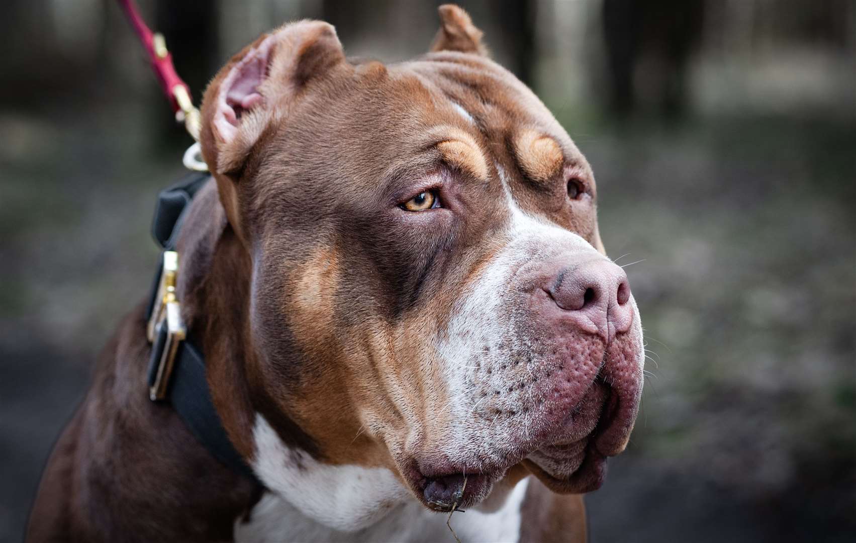American bully Tricolor XL. Stock image