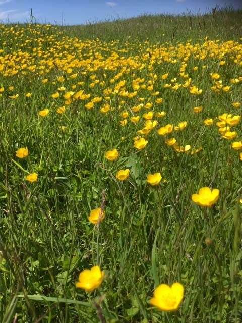 Buttercups, Aldworth