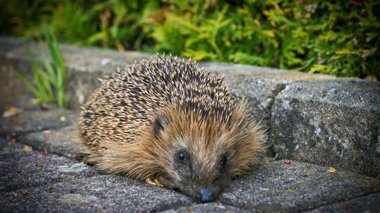 Hedgehogs super highway (58368125)