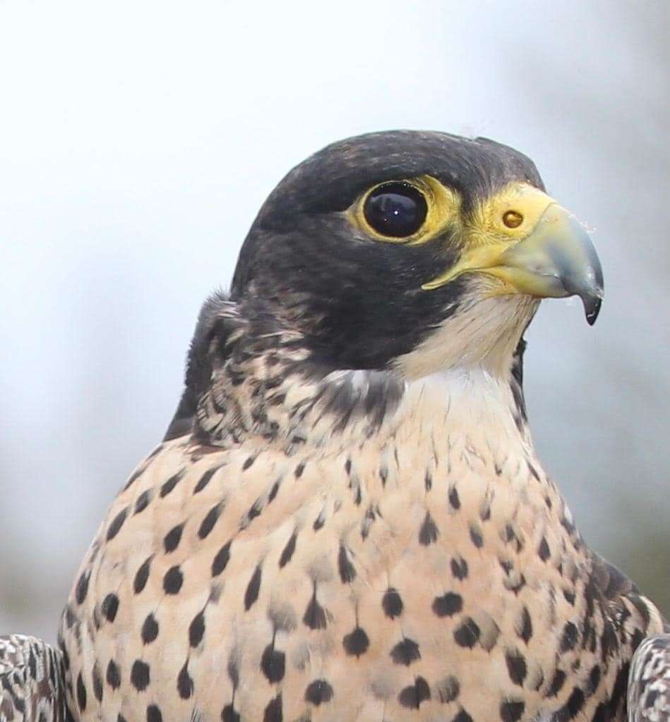 The missing falcon (source: Jon Bennett).