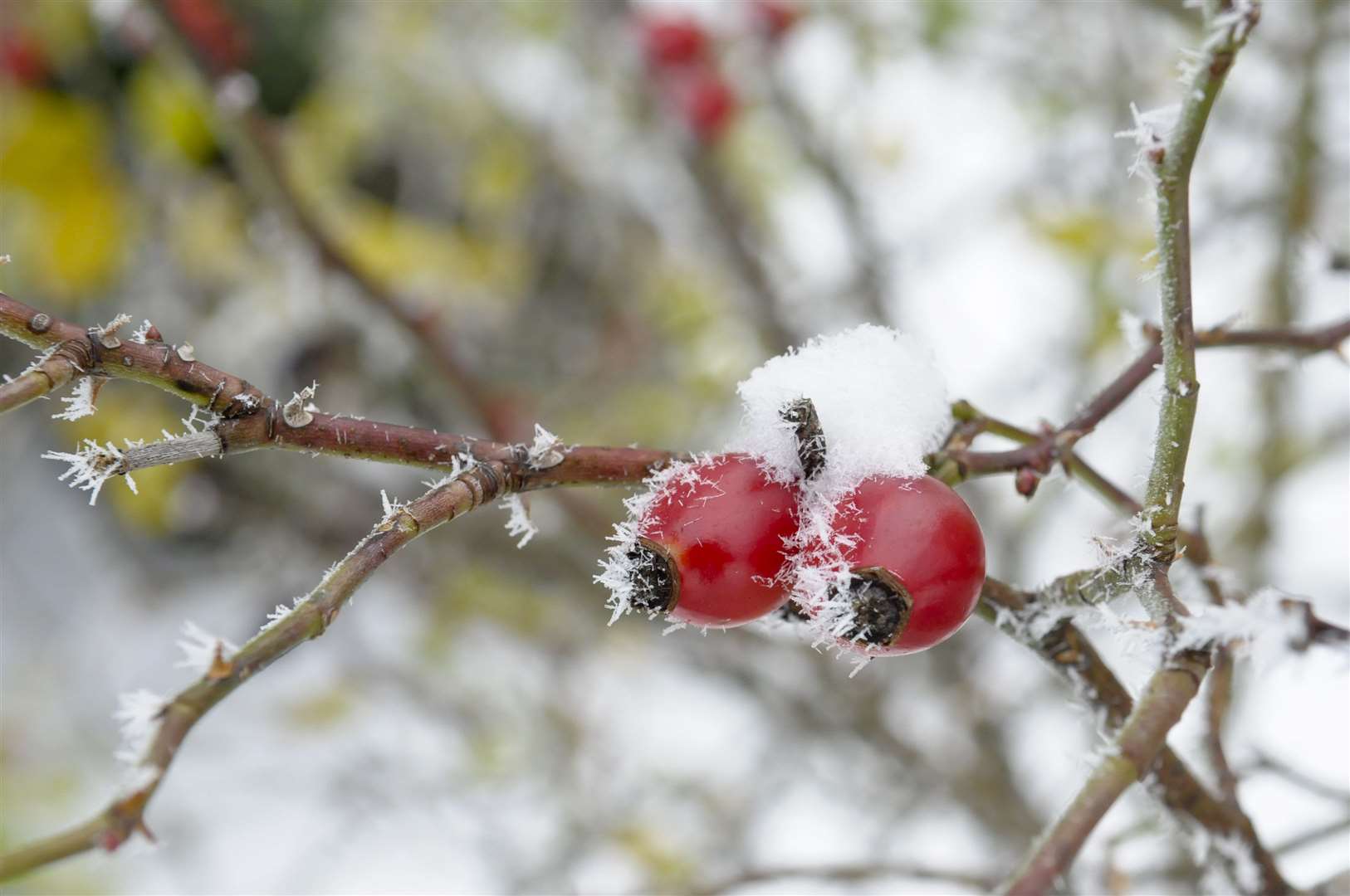 Are you dreaming of a white Christmas?