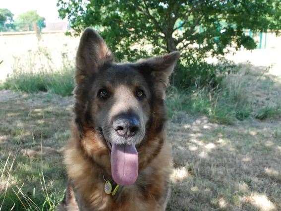 Bella, picture: Nebwury Dogs Trust