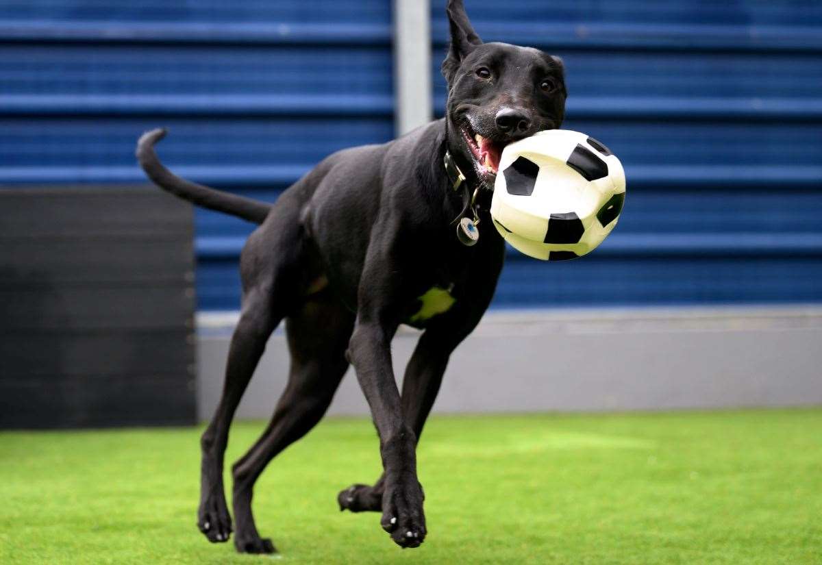 Pedigree and Battersea Dogs Home team up to give rescue dogs a second chance at finding a forever family