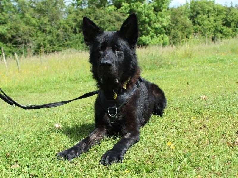 Bagheera is looking for a forever home