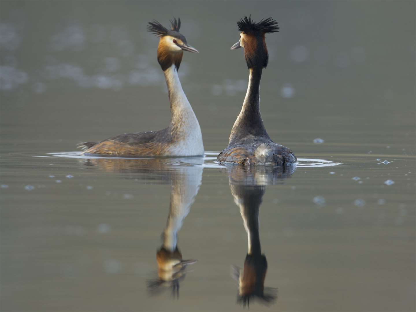 Great crested grebes Picture: Andrew Parkinson