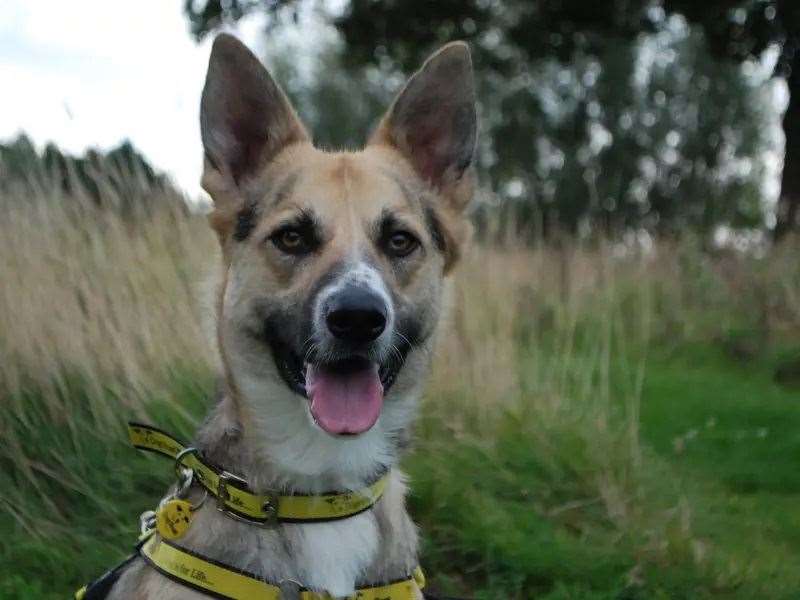 Could you give Max his forever home?
