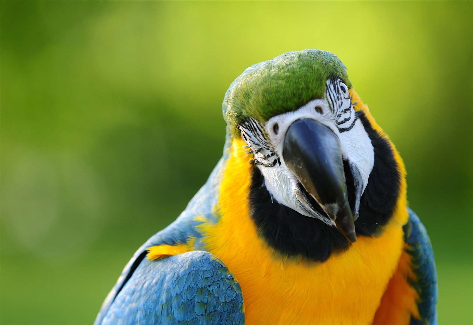 Macaw parrot at outdoor settings against green background. Looking into the camera. (52407774)