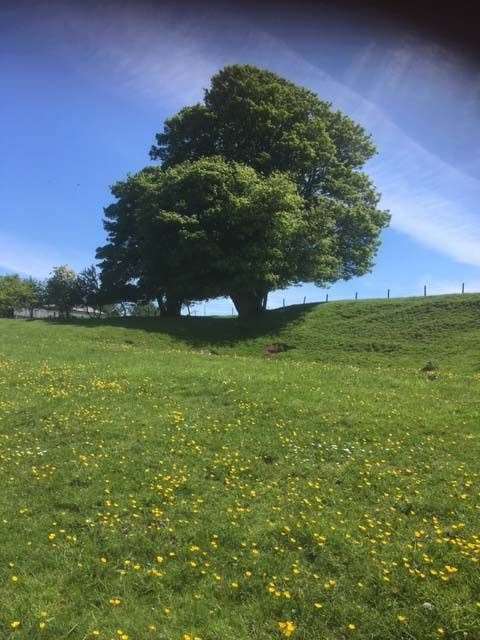 Buttercups, Aldworth