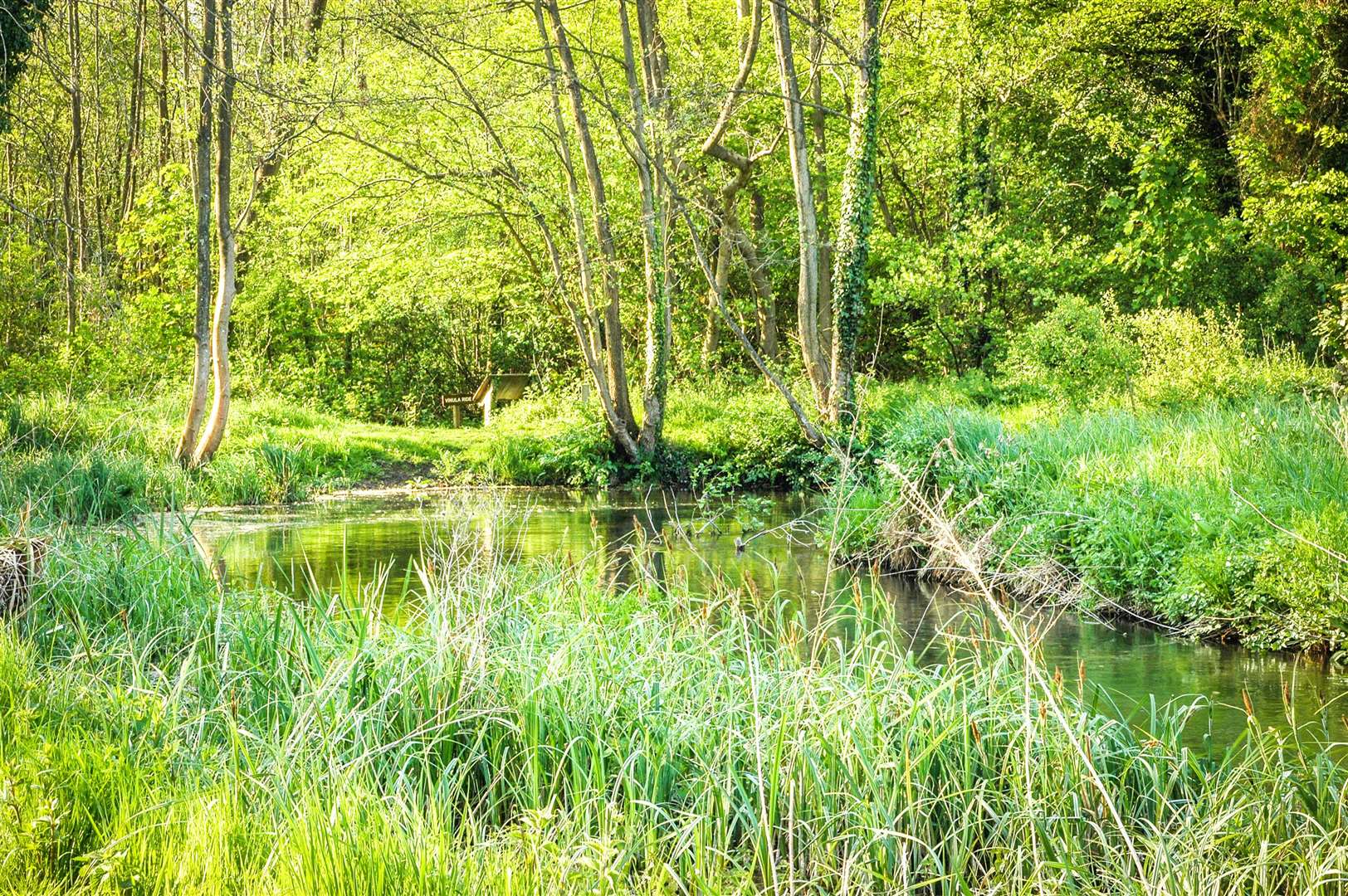 The River Pang in Moor Copse, credit: Helen Taylor (56850231)