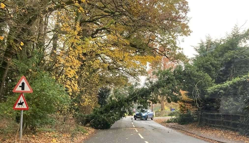 Tree on Priors Court Road today (Saturday)