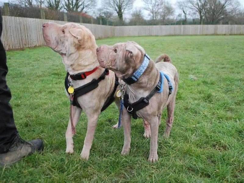 Nala and Chappo