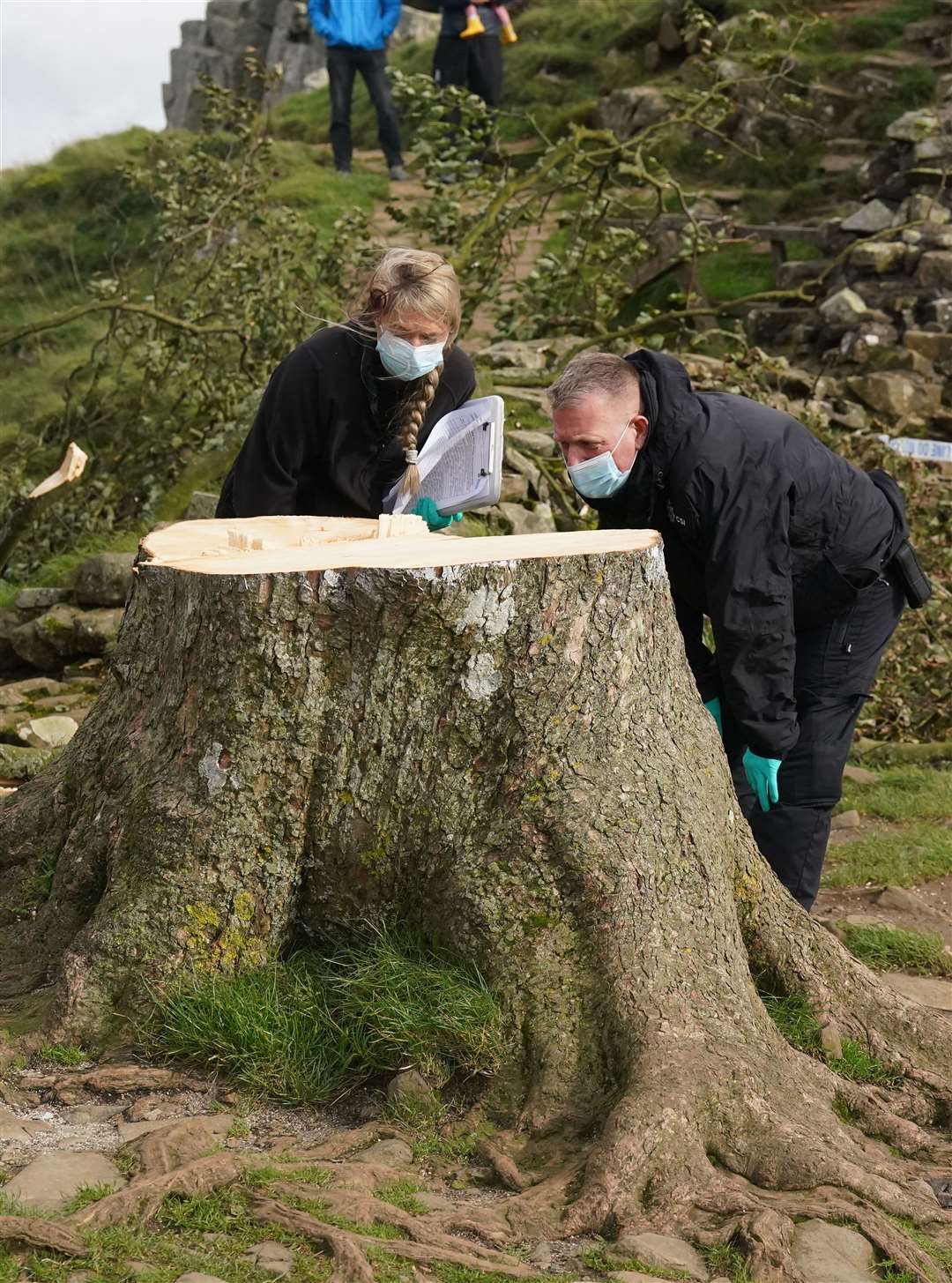 Forensic investigators at the felled Sycamore Gap tree (Owen Humphreys/PA)