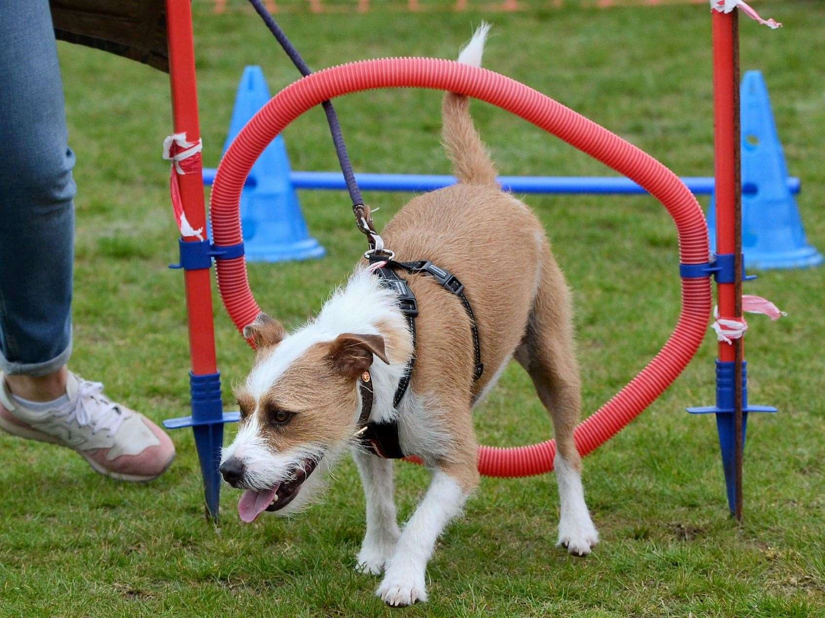 A fundraiser for Dogs Trust taking place in Newbury
