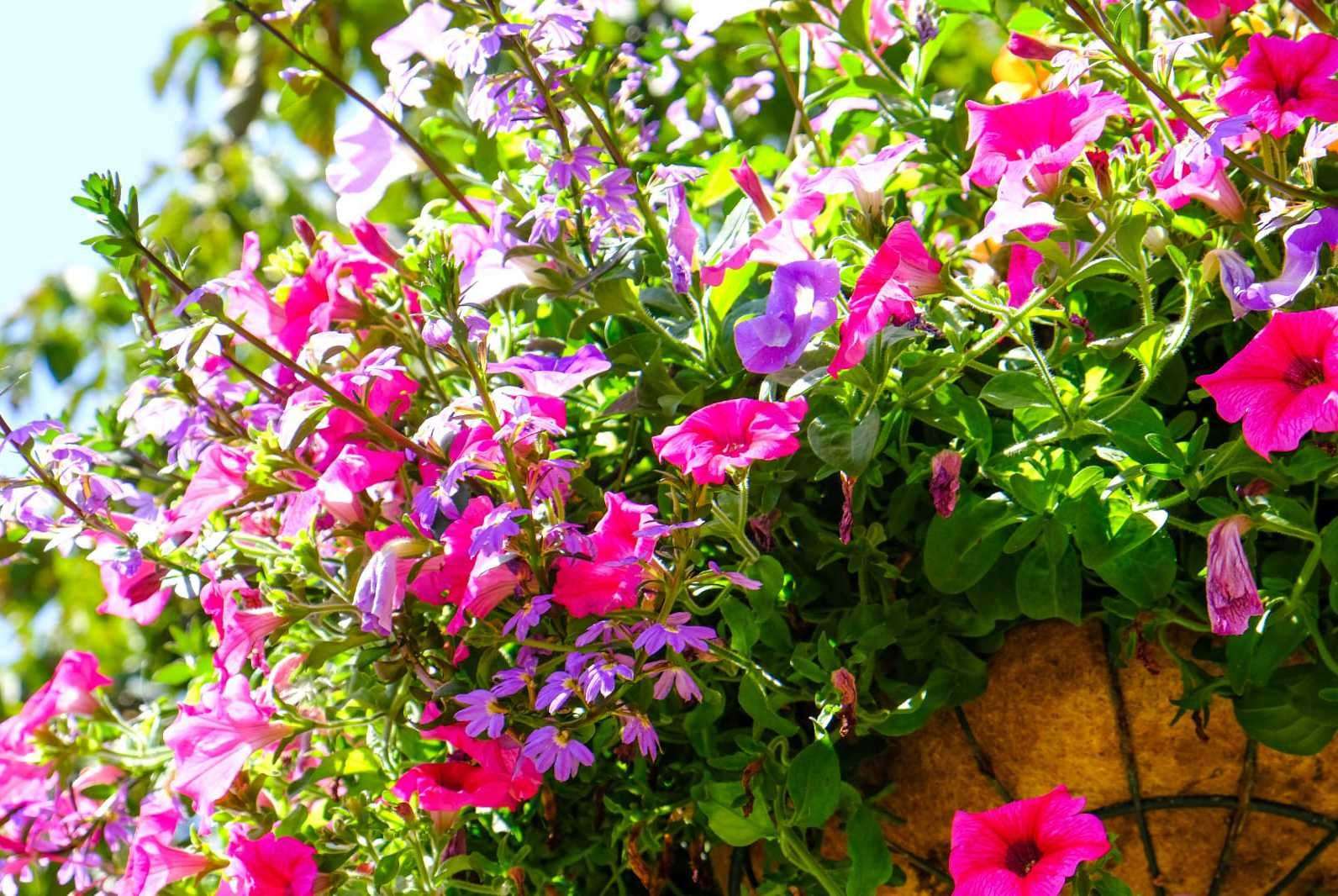 Do you want to see the town centre filled with flowers this summer?