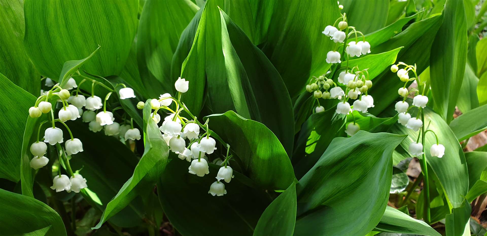 Lily of the valley, one of the Queen’s favourite flowers (Buckingham Palace/PA)
