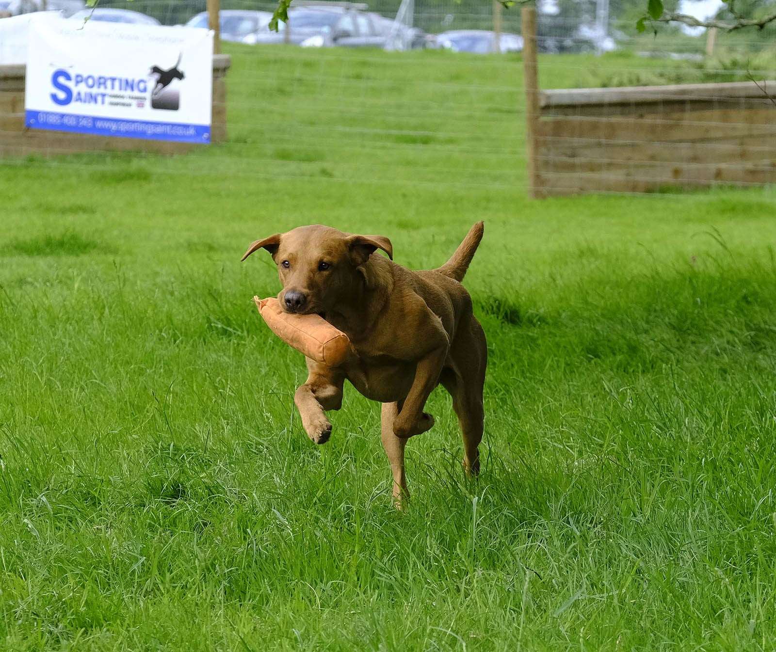 Woody, age 3, in the gun dog trials – with owner Milly Brotherwood