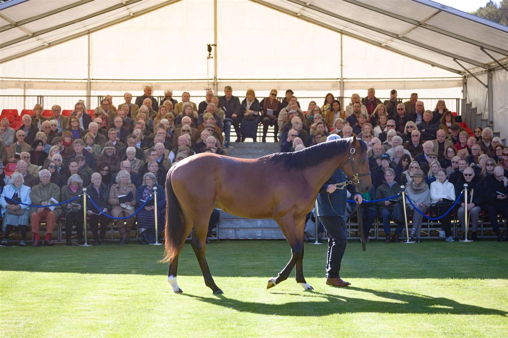 Horses are paraded in front of guests